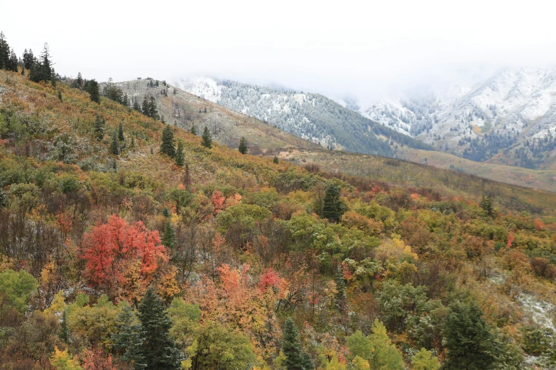 colorful autumn foliage on a mountain side