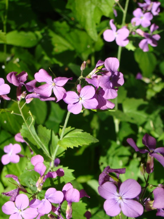 some purple flowers sitting next to each other