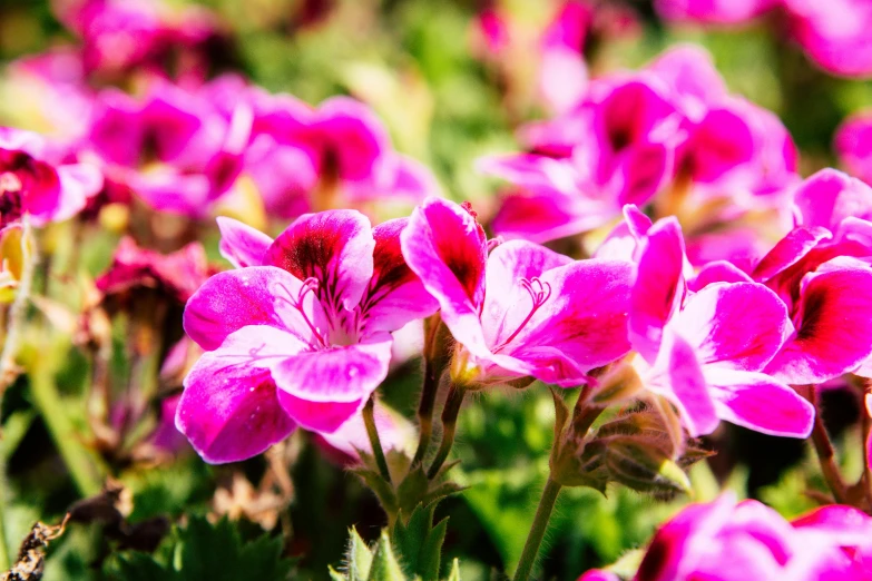 pink flowers bloom in a field of green