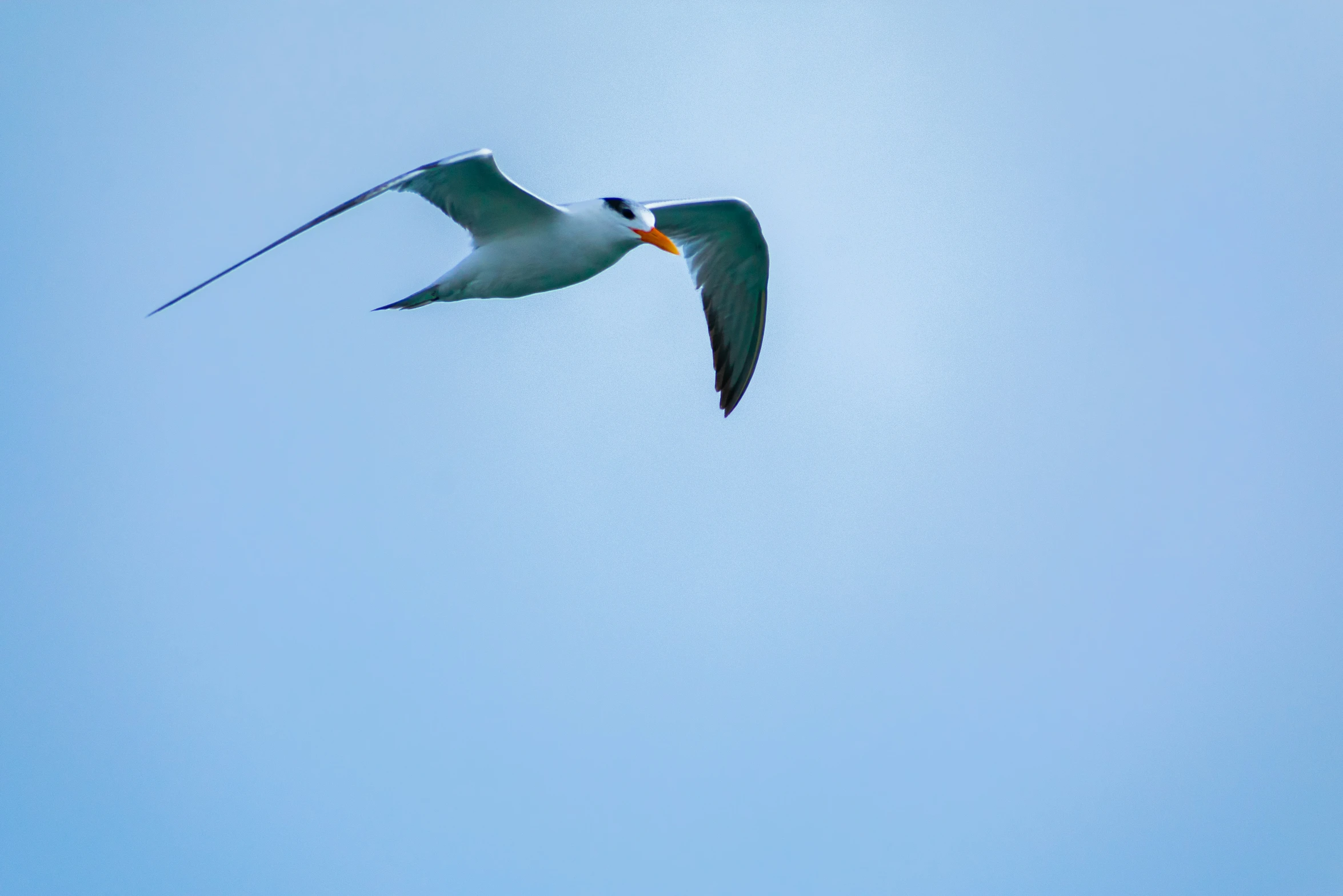 a seagull soaring in the blue sky above