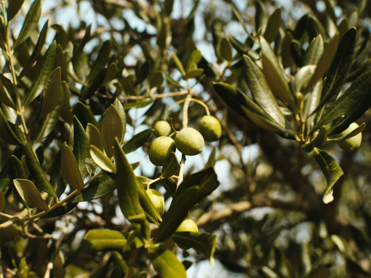 an olive tree is seen in this very close up picture