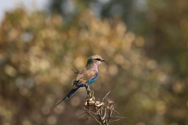 a blue and brown bird sits on the nch of a tree