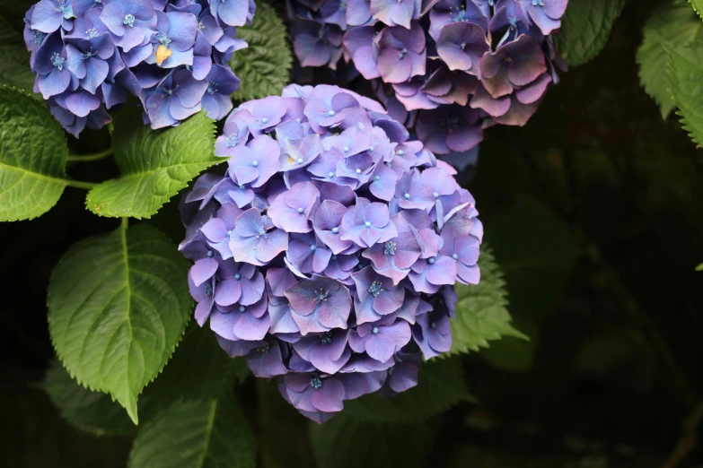 a closeup of purple flowers with leaves