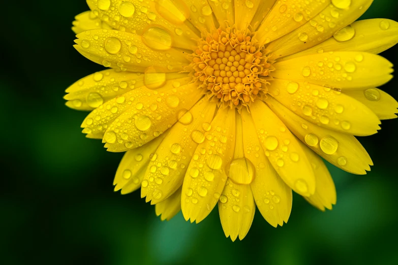 the bottom end of a yellow flower with water droplets on it