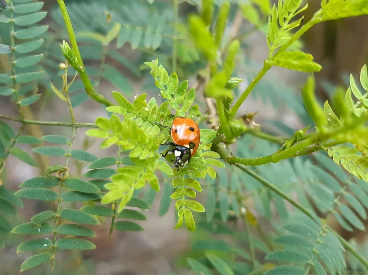 a close up of a ladybug on a leaf