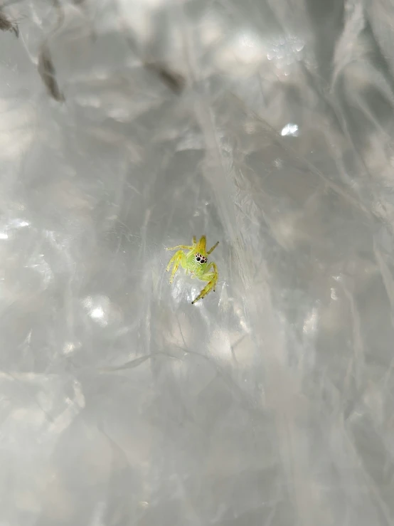 a frog that is floating in water