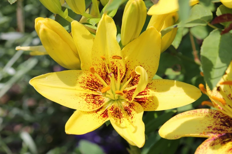 a bunch of yellow flowers with red tips