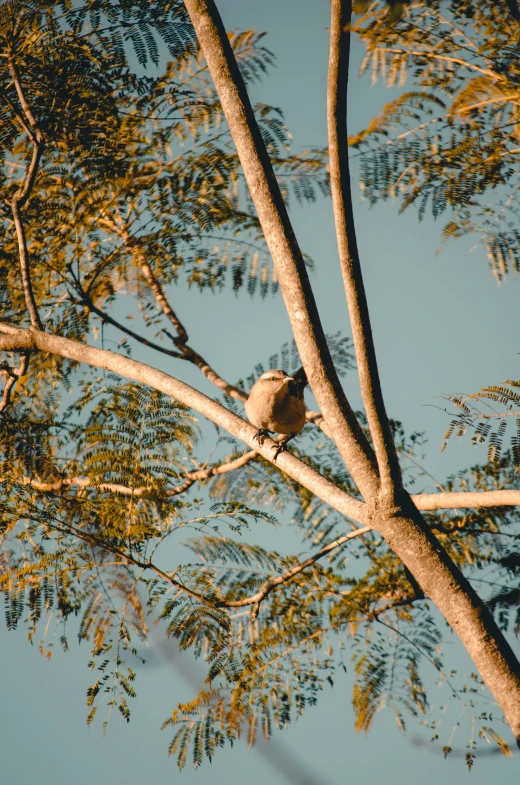 a bird is perched on a tree nch