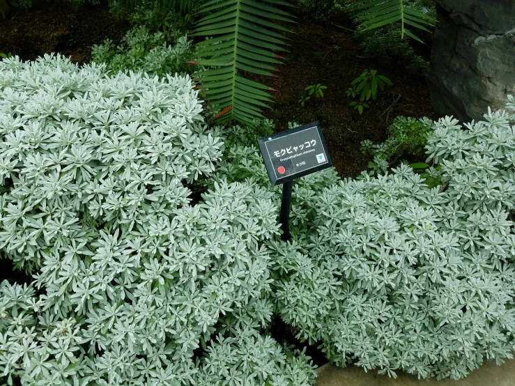 green plant in front of brick wall with information sign