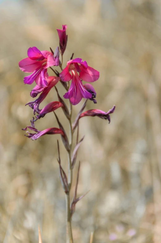 a close up of a plant with pink flowers