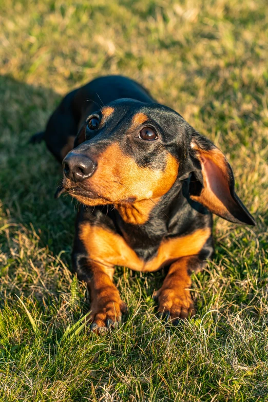 a small black and brown dog laying in grass