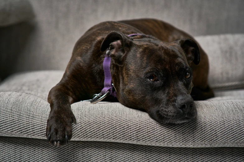 a brown dog laying on top of a couch