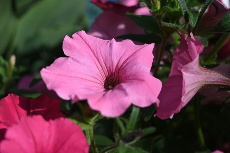 a close up of a pink flower near many other flowers