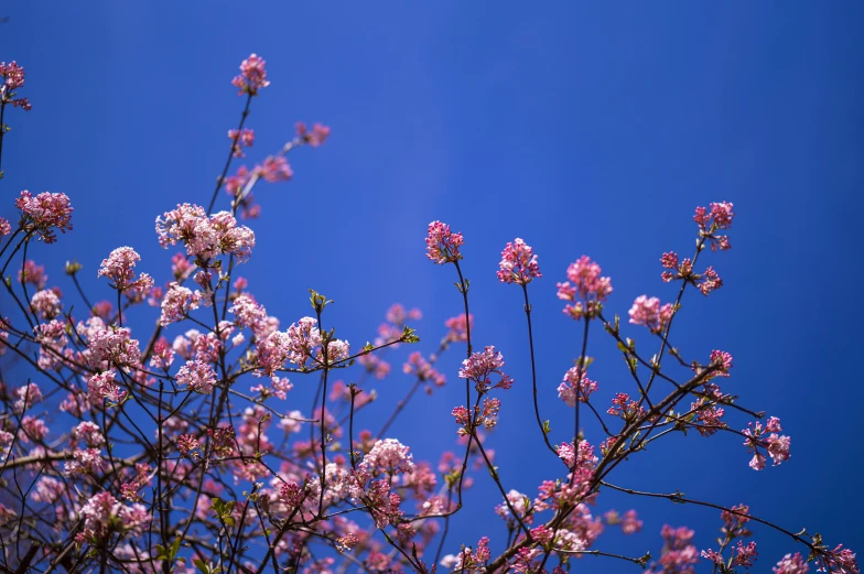 purple flowers with blue sky background and small bird