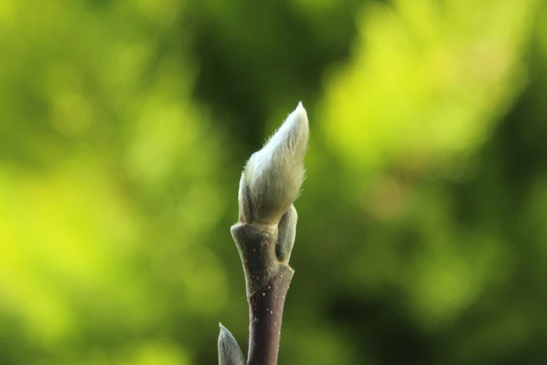 a leaf with a little bird perched on it's top