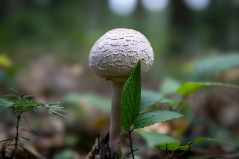 a close up of a mushroom in the forest