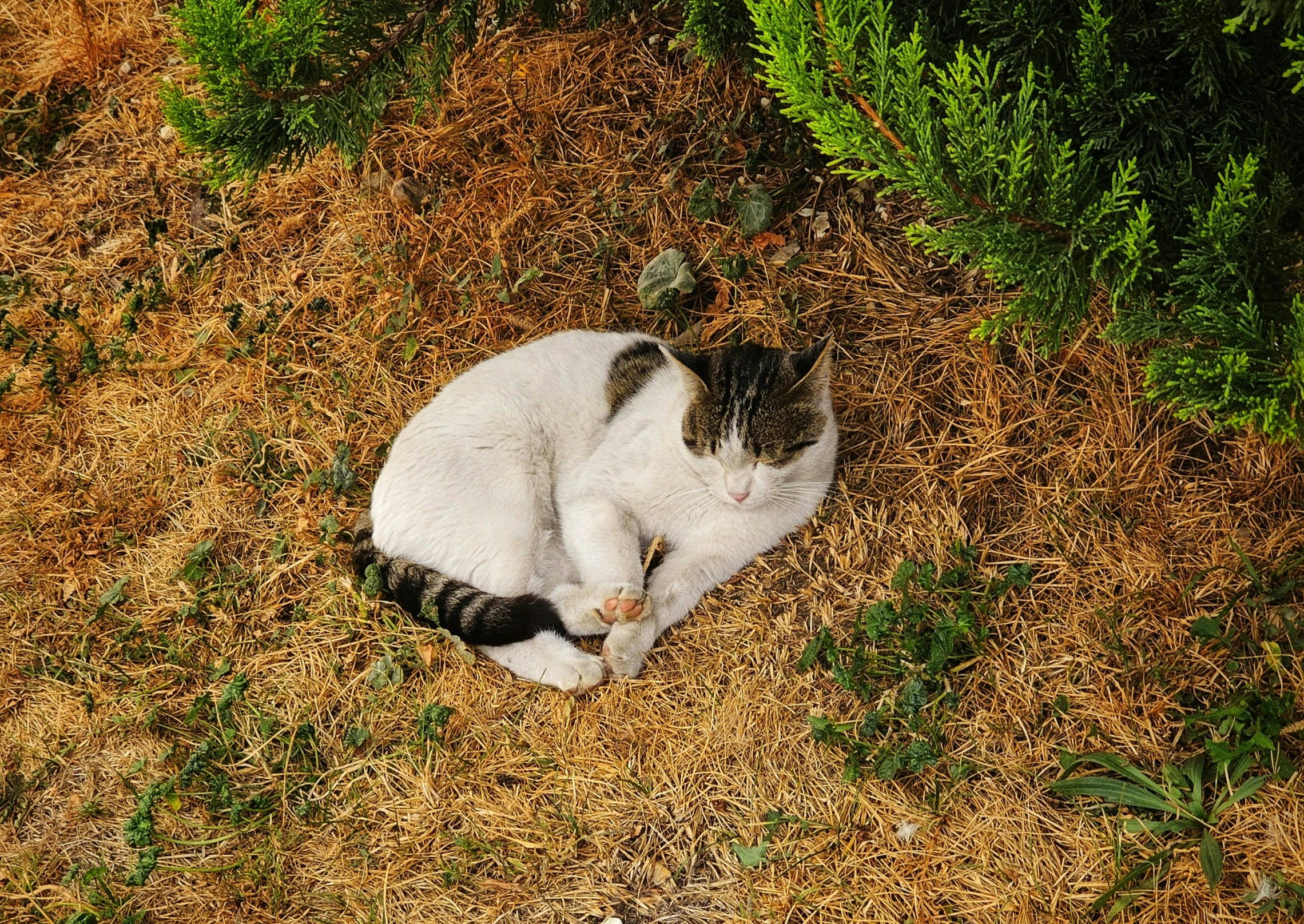 a cat that is laying down in the grass