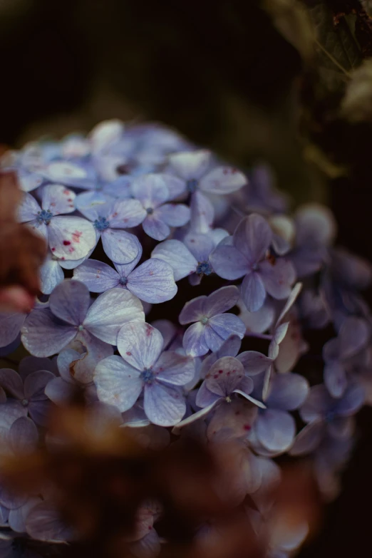 a cat paw on the petals of a purple flower