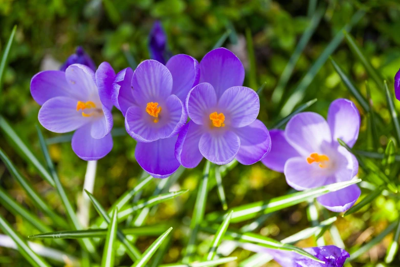 some purple flowers are growing in the grass