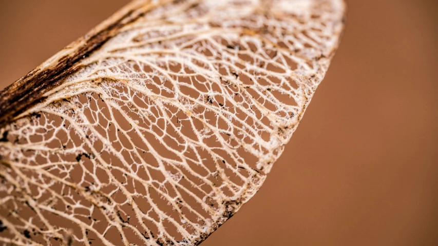 a close up po of a plant's skin