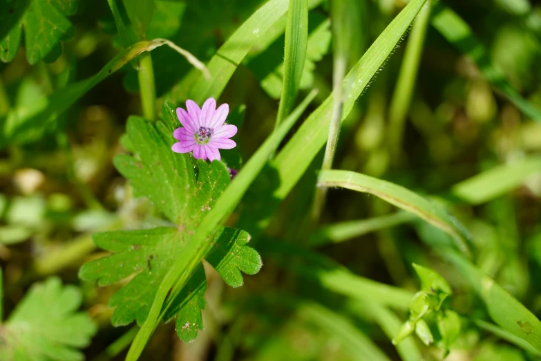 a small purple flower is standing among green leaves