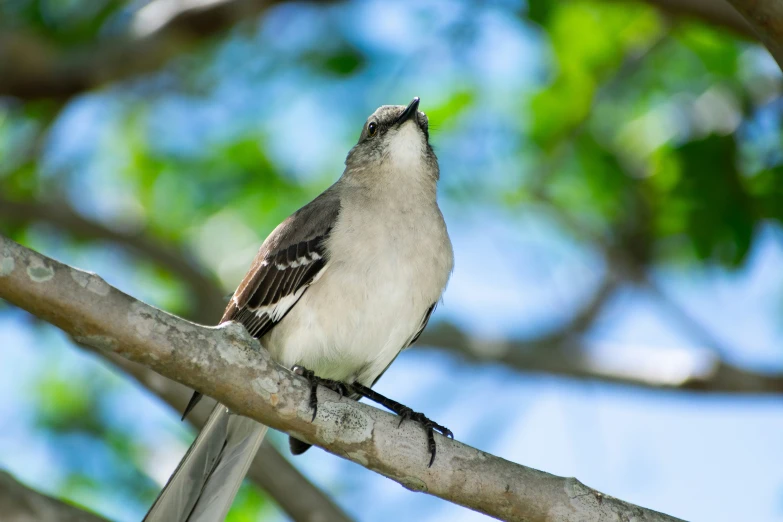 a bird sitting on the nch of a tree