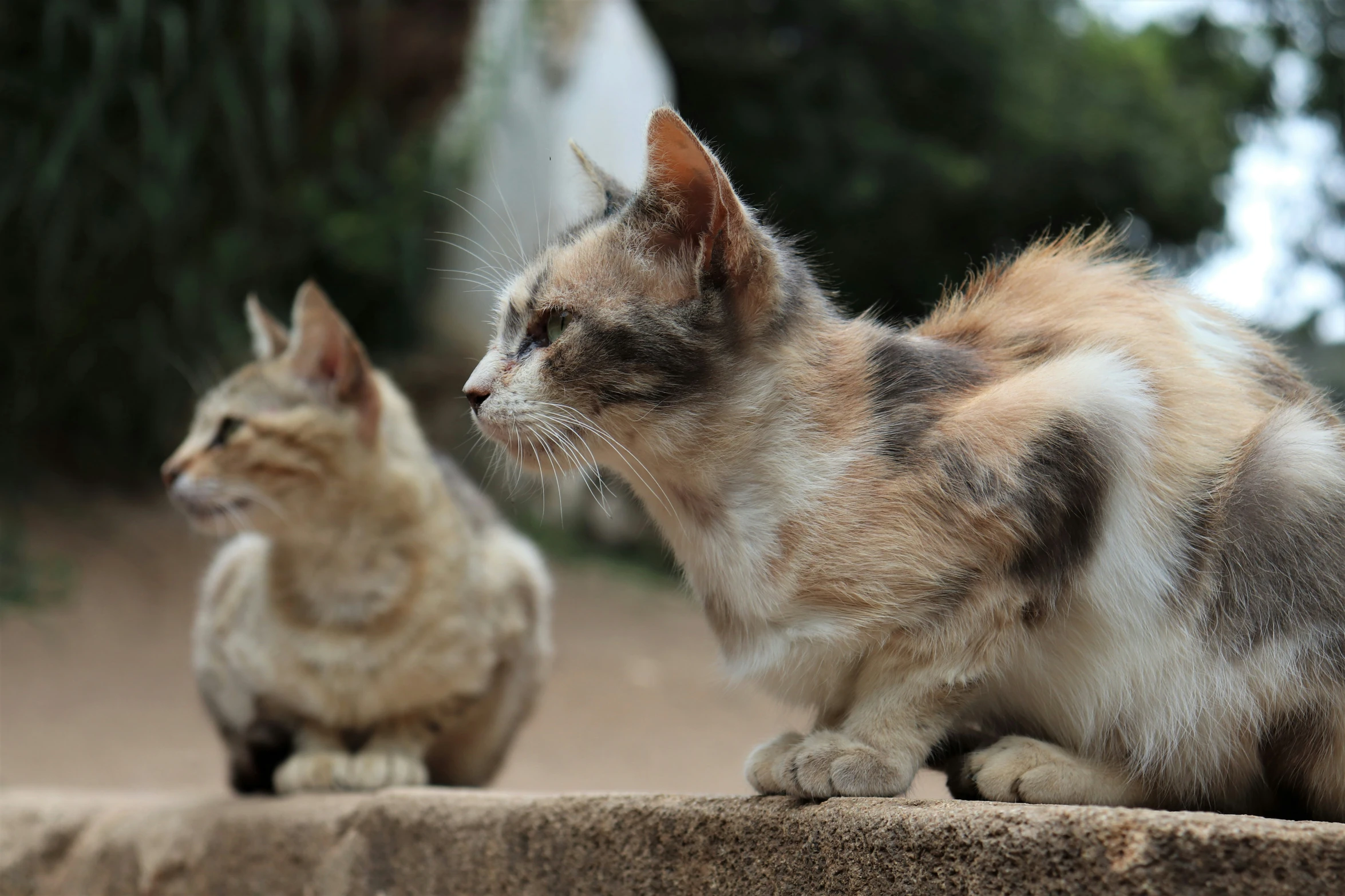 the cat is looking off into the distance