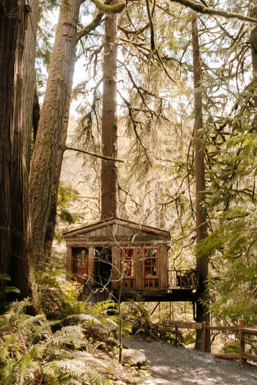 the cabin in the middle of the forest near trees