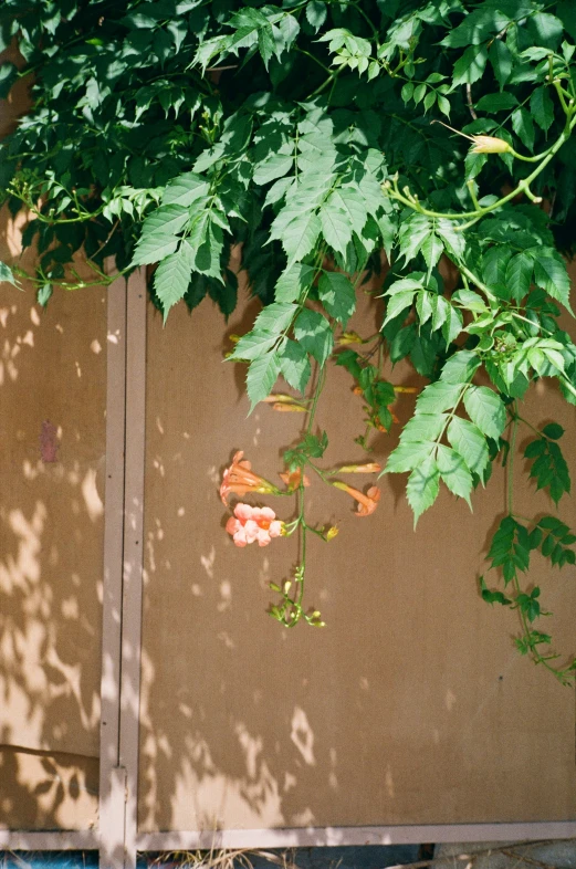 several flowers on the outside of a building