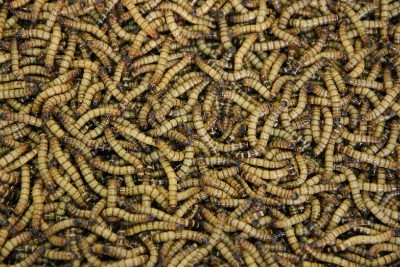 several large yellow worms on the ground