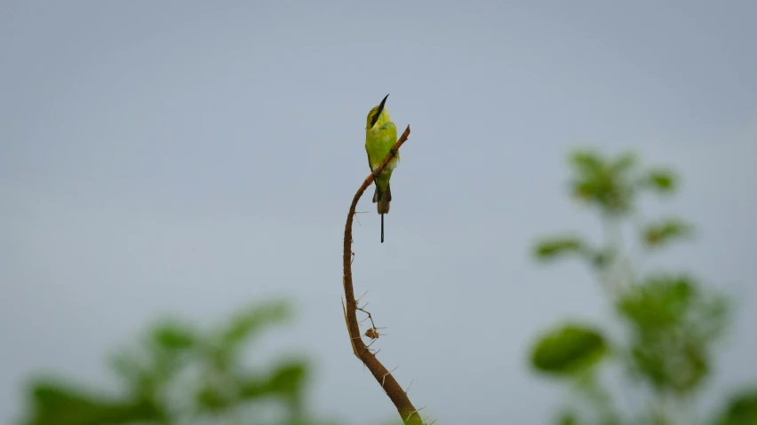 two small birds sit atop a nch, as seen from the ground