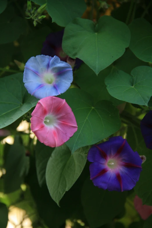 a close up of two flowers on a plant