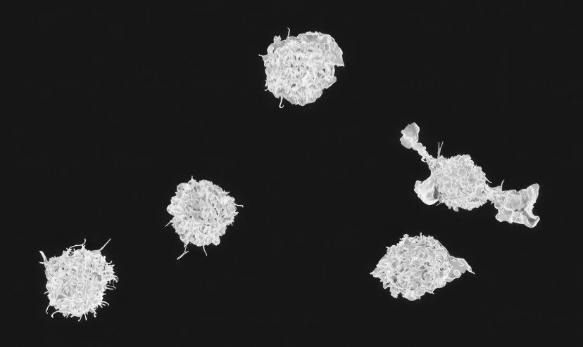 a black and white image of a flock of sheep on black ground