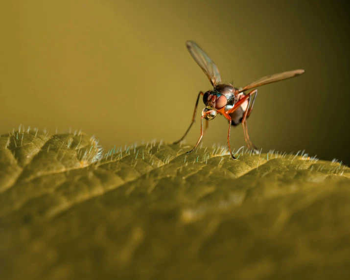 an image of a fly on a leaf