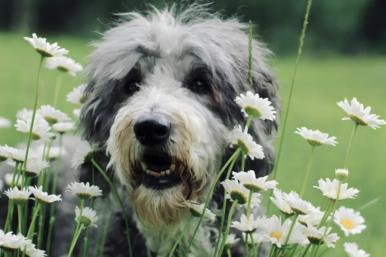 a dog that is standing in a bunch of flowers