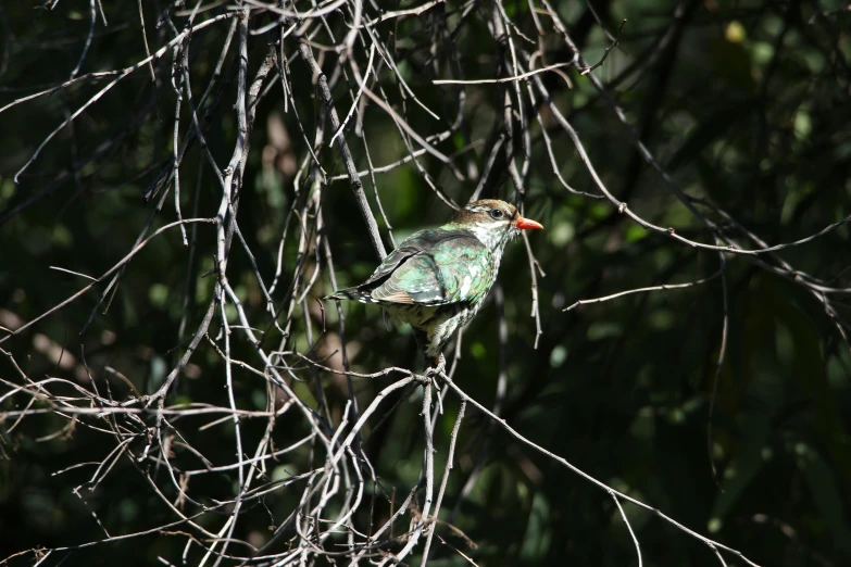 a bird sitting on a nch in the nches