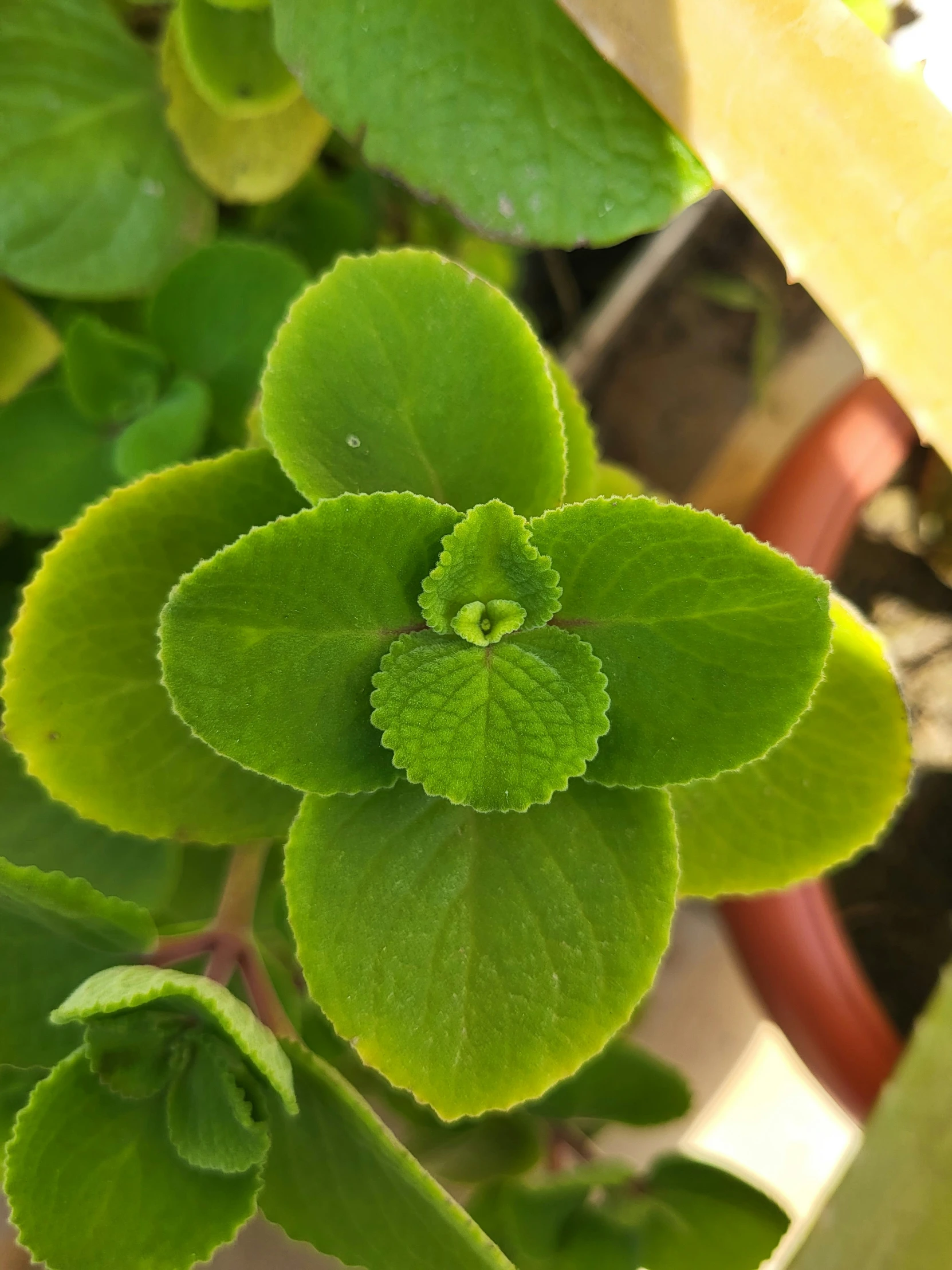 a very cute looking leaf with small eyes