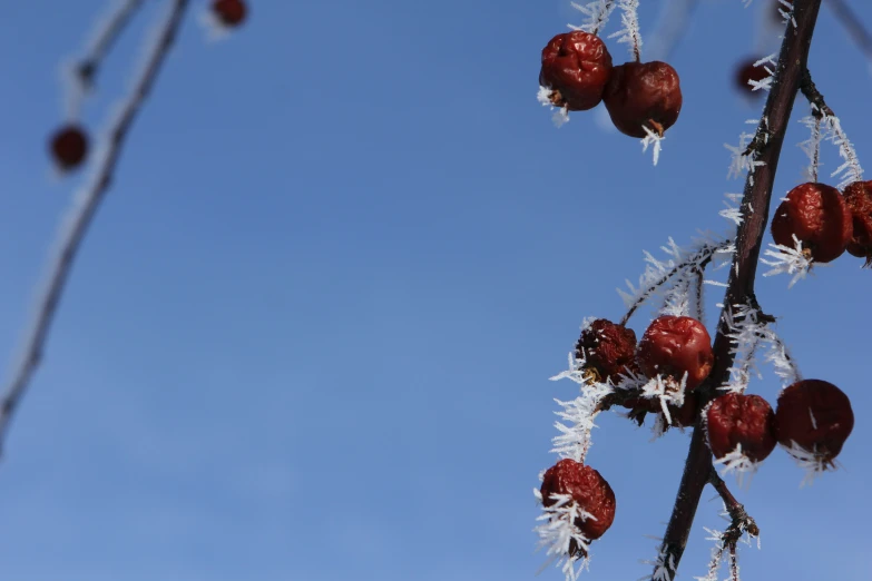 some fruit sitting on a tree nch with frost covered nches