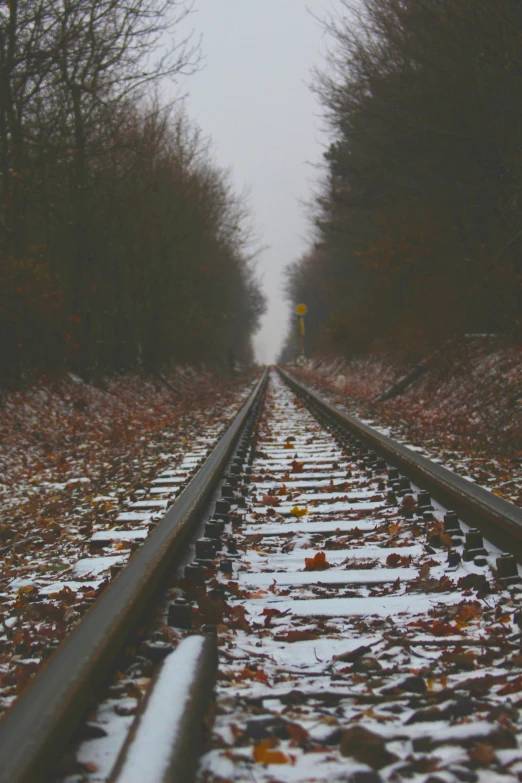 the train tracks are lined with leaf covered trees