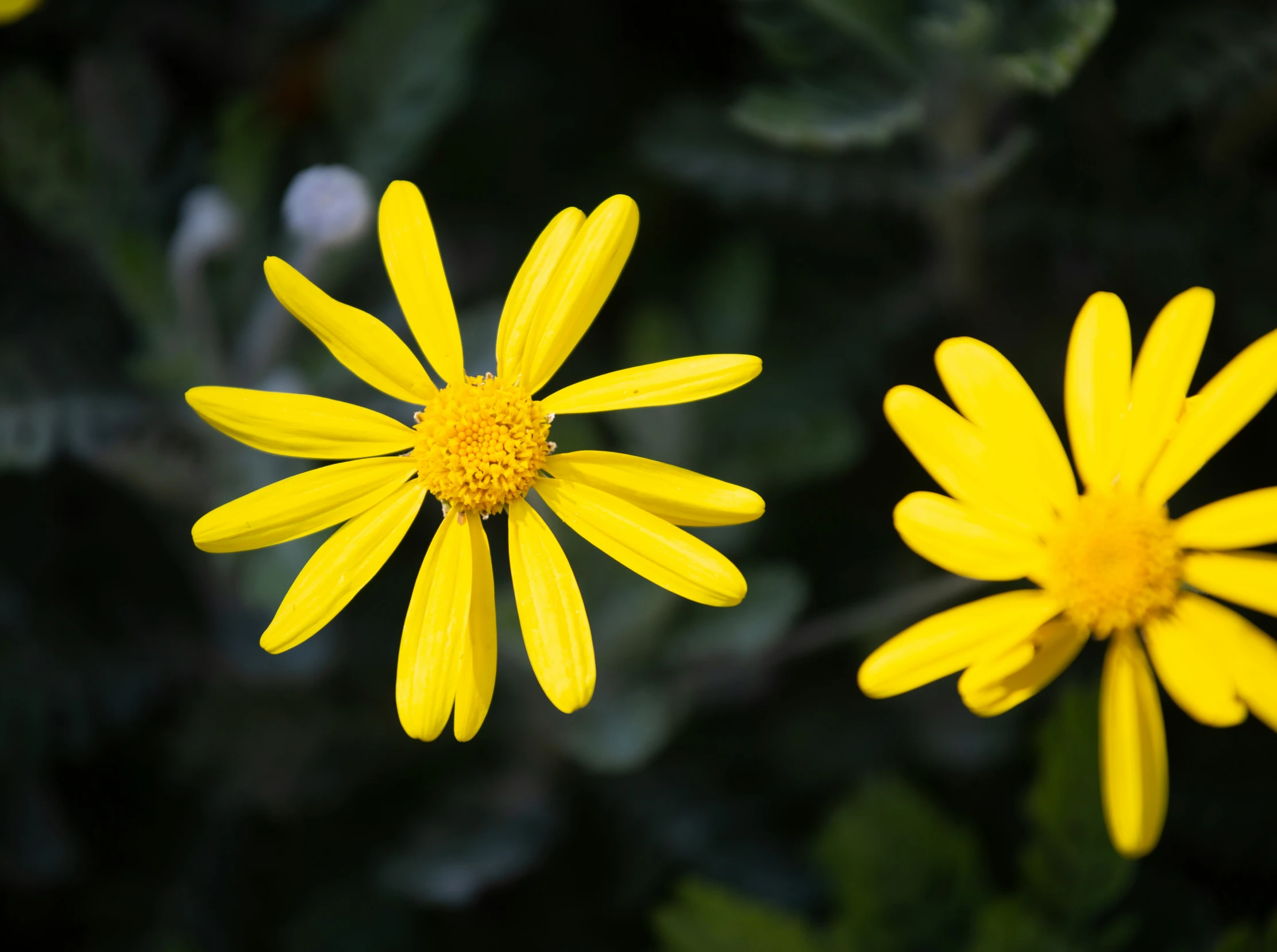 yellow flowers in the middle of two sets