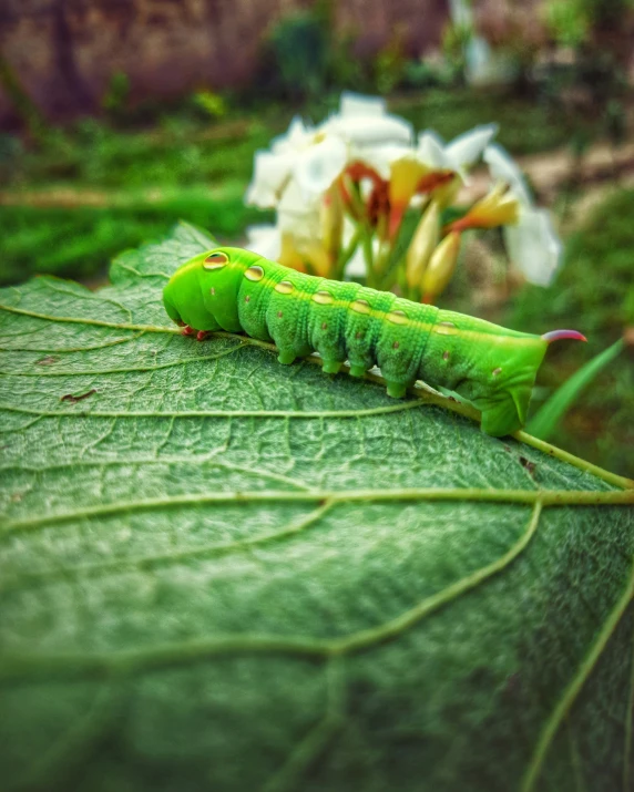 a green bug crawling along on a large leaf