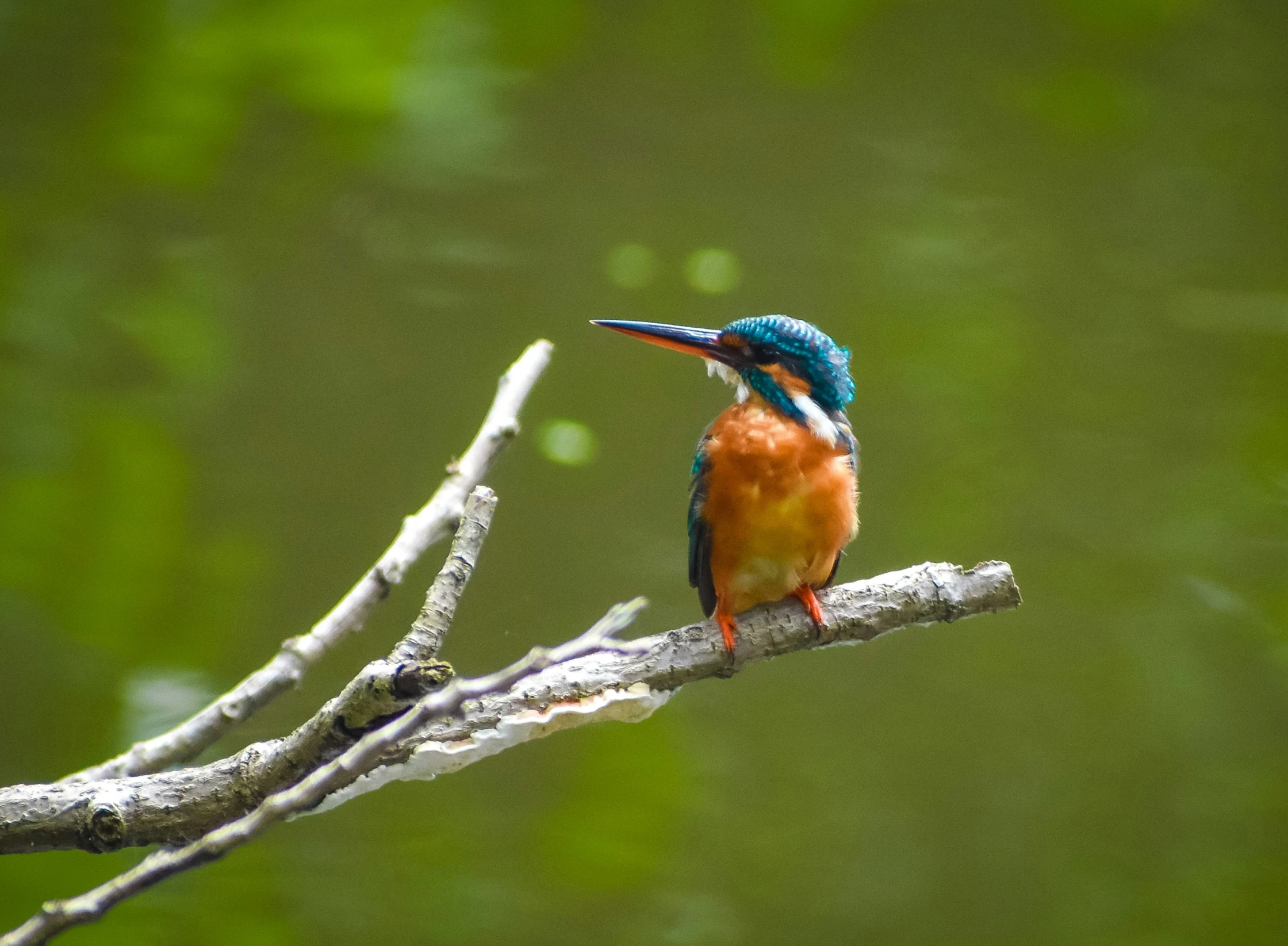 a small bird sitting on top of a tree nch