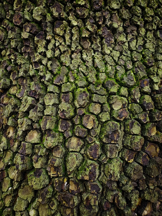 an up close image of a large tree trunk