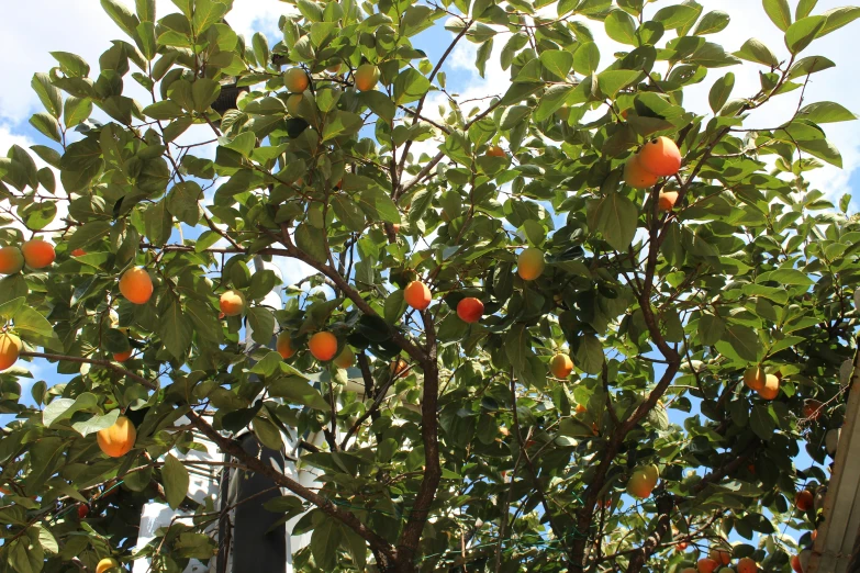 an orange tree with several oranges on it