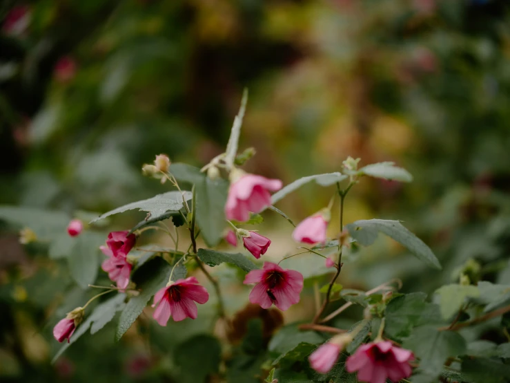 a bunch of pink flowers in a garden