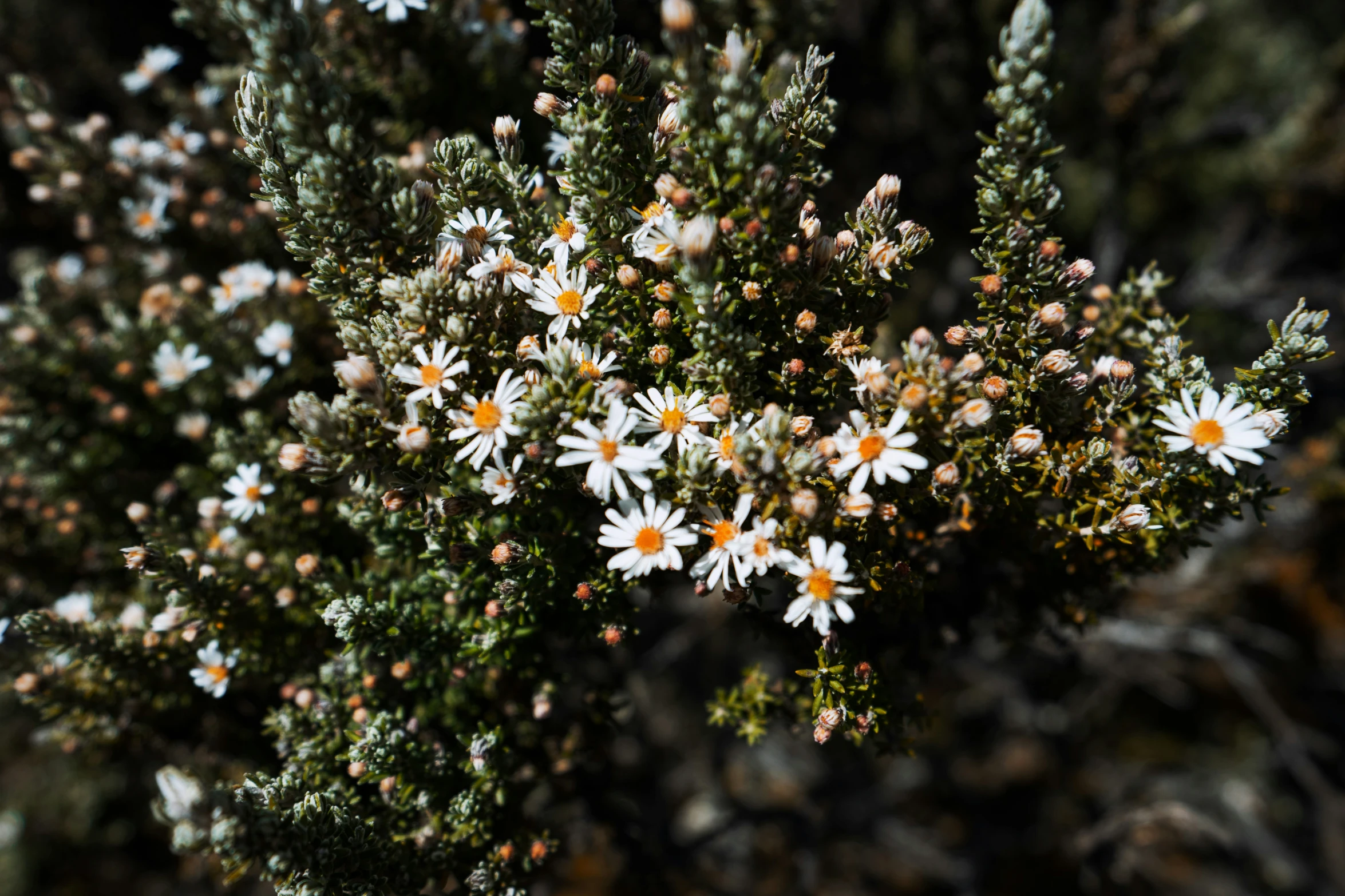 white flowers in the middle of many green plants