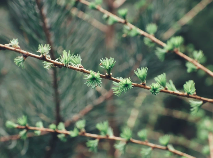 a close up of the small green leaves on a tree