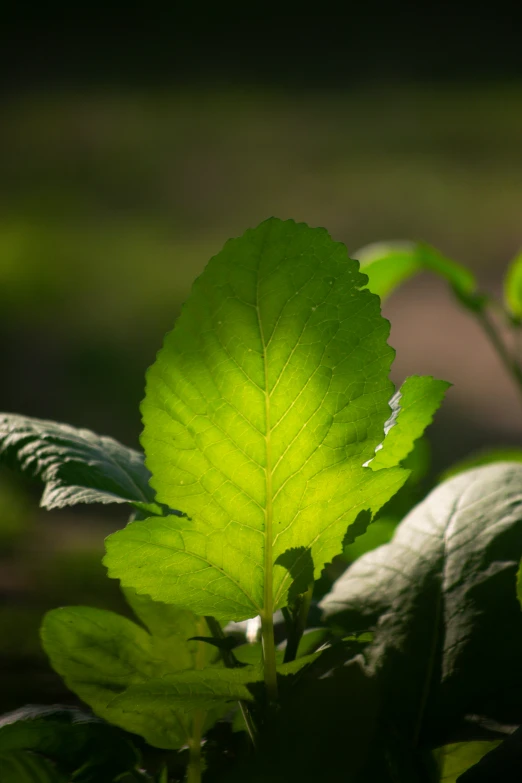 the green leaves have strong green leaves