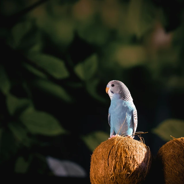 a blue parrot perched on top of a coconut