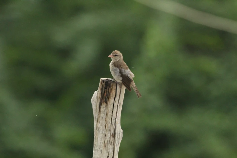 a bird is perched on top of a broken piece of wood